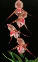 Paph. Sunlight Franz (Hsinying Franz '#2' x rothschildianum 'Wen-Shin #1')