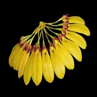 Bulbophyllum retusiusculum