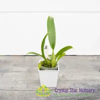 Oncidium Sharry Baby ‘Sweet Fragrance’ AM/AOS (H962/H009) — 1.7" Pot Oversized / Without Spike