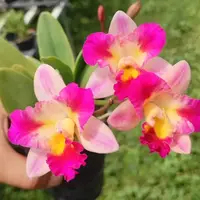 [Bare-root][New] #CA# Guaricattonia Chien Ya Ocean [2.4" BS][Sept in stock 26]