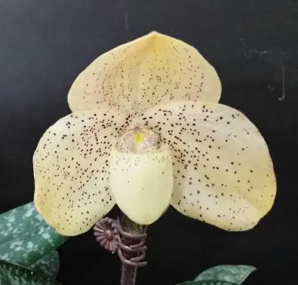 Paphiopedilum concolor (Paphiopedilum)
