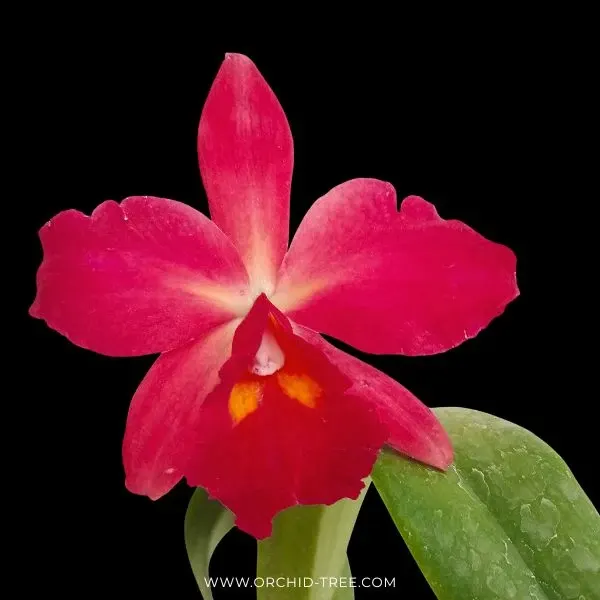 Cattleya Kozo's Scarlet 'Vi-Emi' (Cattleya)