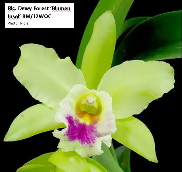 Rhyncholaeliocattleya Dewy Forest 'Blumen Insel'