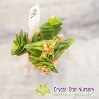 Epidendrum Schlechterianum (GH-4) — Mounted / Without Spike