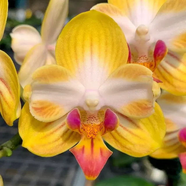 Phalaenopsis Yen Shuai Sweet Girl 'Promise' (Phalaenopsis)