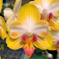 Phalaenopsis Yen Shuai Sweet Girl 'Promise' (peloric)