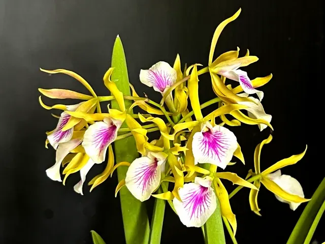 Brassavola Jairak Kiss
