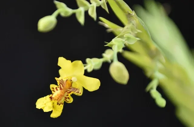 Lockhartia oerstedii