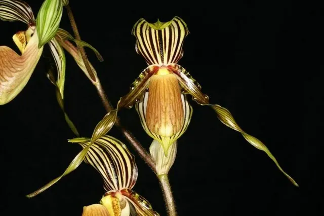 Paphiopedilum praestans x sib (Paphiopedilum)