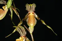 Paphiopedilum praestans x sib (Golden Boy x Five Magnifico) OIS 0226