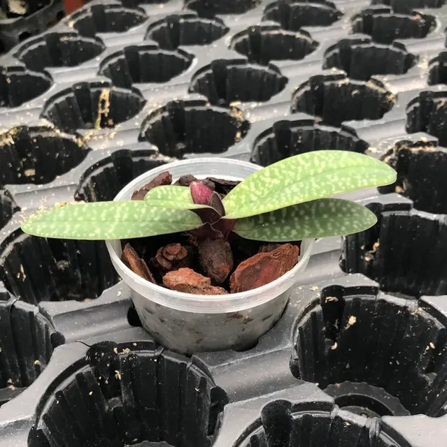 Paphiopedilum niveum x rungsuriyanum