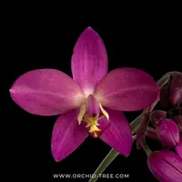 Spathoglottis Fancy Orchid Plant - BS