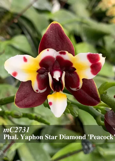 Phalaenopsis Yaphon Star Diamond 'Peacock' (Phalaenopsis)