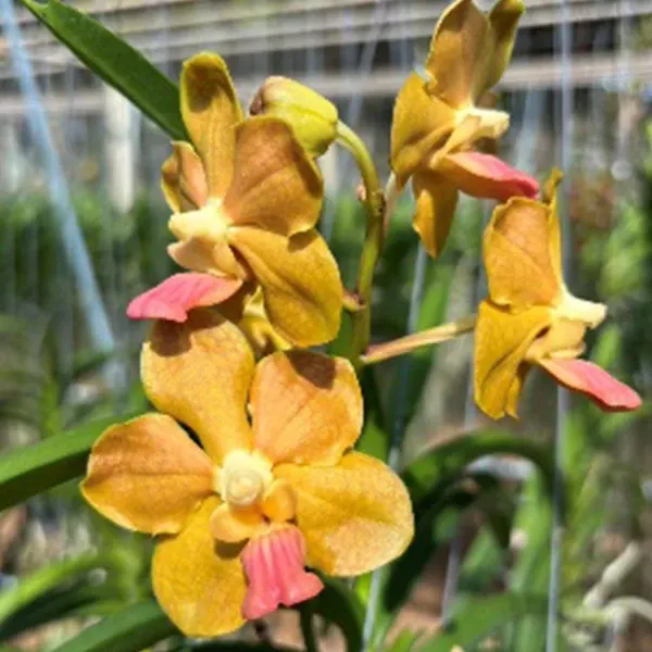 Vanda Tessellata x Memoria Tianchai (Vanda)