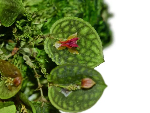 Lepanthes calodictyon x (Lepanthes)