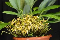 Maxillaria hennisiana — Blühfähige Pflanze
