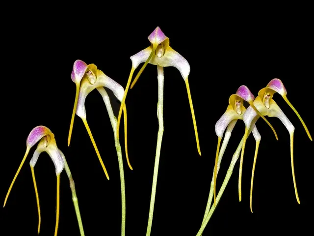 Masdevallia ludibunda (Masdevallia)
