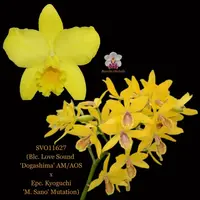 Cattleya Orchid Hybrid SVO11627 (Blc. Love Sound 'Dogashima' AM/AOS x Epc. Kyoguchi 'M. Sano' Mutation)