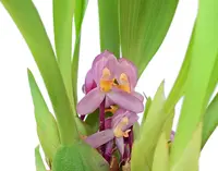 Maxillaria richii