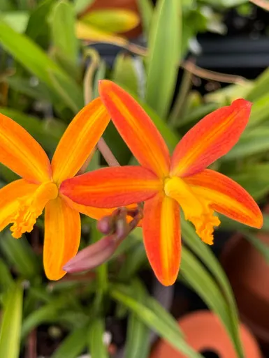 Laelia Seagull 'Big Island'