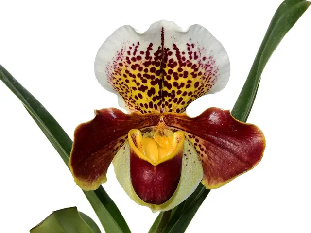 Paphiopedilum Cocoa Gem (Paphiopedilum)