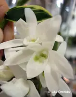 Dendrobium moniliforme variegated