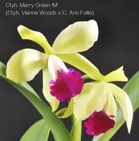 Ctyh. Merry Green 'M' (Ctyh. Vienna Woods x C. Ann Follis) (M438) (Hybrid) Ctyh.=Cattleychea