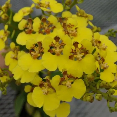 Rossioglossum ampliatum
