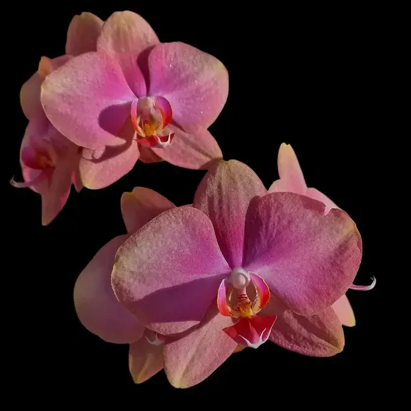 Phalaenopsis Baby Dynamite