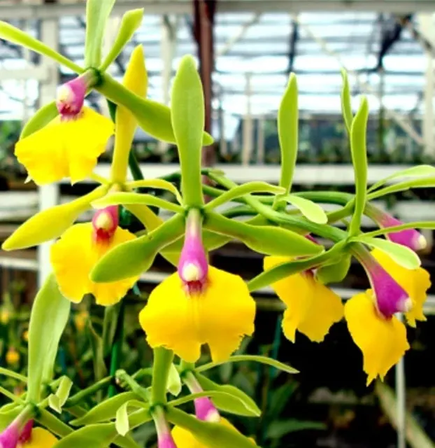 Encyclia Rene Marques 'Tyler' (Encyclia)