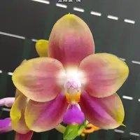 [Bare-root][Import AS-IS] #PA# Phal. Joy Spring Canary 'Orange' 金絲雀 '橘' [2.5" BS][Sept Preorder 26]