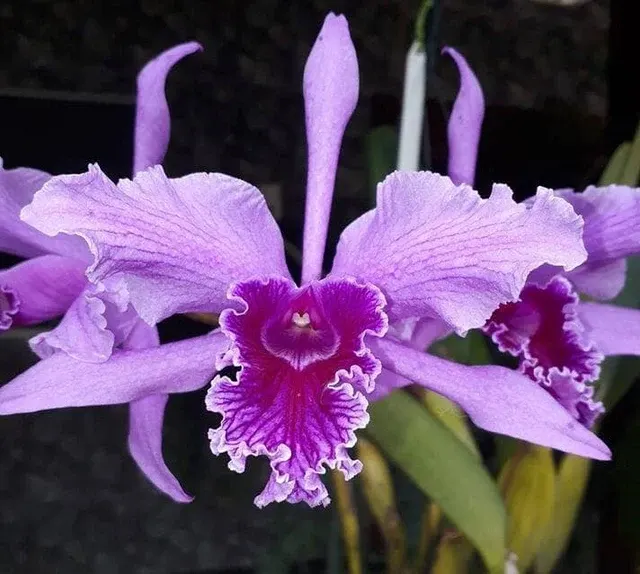 Cattleya lobata var tipo