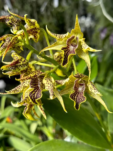 Dendrobium alexanderae (Dendrobium)