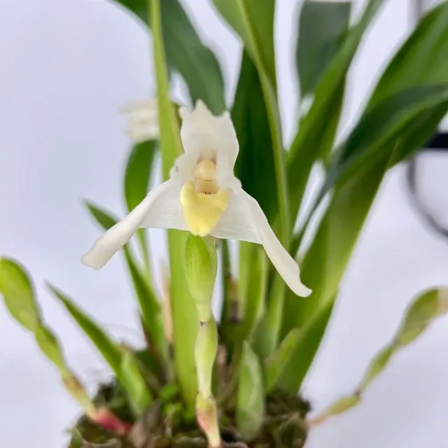 Maxillaria confusa (Maxillaria)