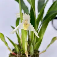 Maxillaria confusa — Blühfähige Pflanze