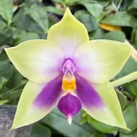 Phalaenopsis bellina coerulea x sib