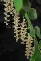 Diaphananthe bidens 'Big Sky Robe'