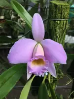 Laelia praestans concolor x self