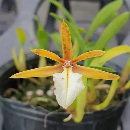 Epidendrum polybulbon (Epidendrum)