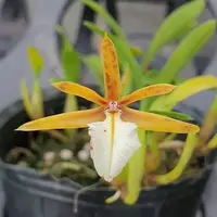 Epidendrum polybulbon × sib 2.5" Fragrant *On Hand* — Planted (In Stock)