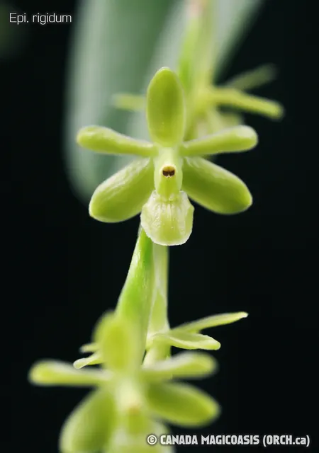 Epidendrum rigidum (Epidendrum)