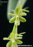 Epi. rigidum (EPRG) ( - - Epidendrum ) Epi.=Epidendrum