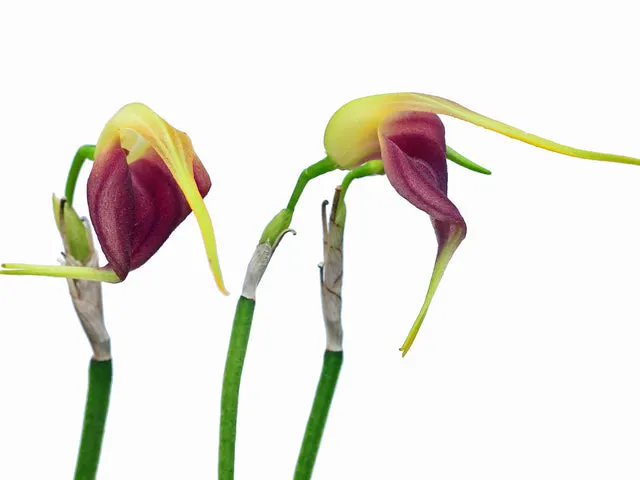 Masdevallia virgo-cuencae (Masdevallia)