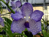 Vanda coerulea