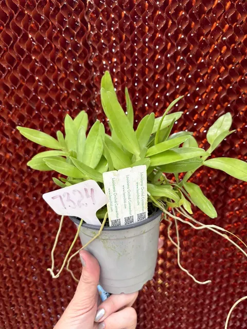 Angraecum eichlerianum x birrimense (Angraecum)