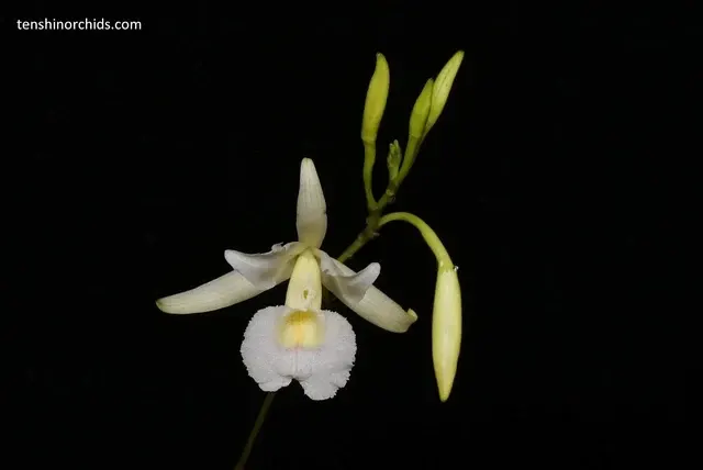Broughtonia negrilensis ex