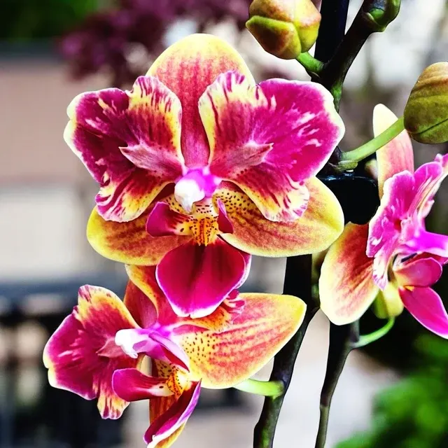 Phalaenopsis Sogo Yellowtris - Parfumat