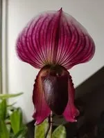 Paphiopedilum callosum x 'Perfect Circle' (Paphiopedilum)