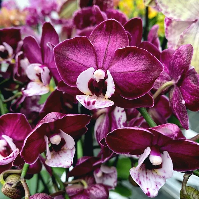 Phalaenopsis Yuka
