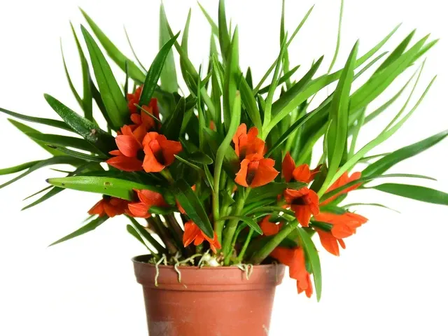 Dendrobium vexillarius (Dendrobium)